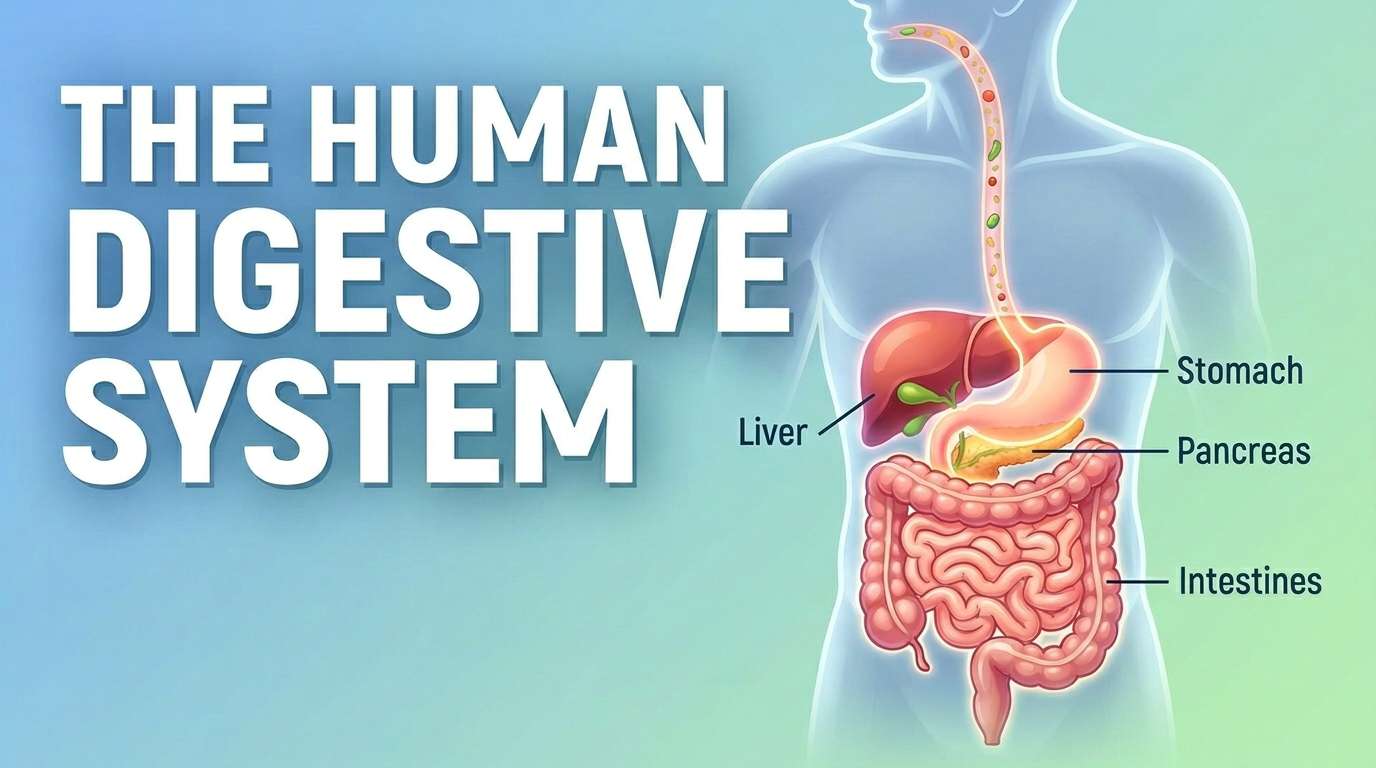 The Human Digestive System Explained